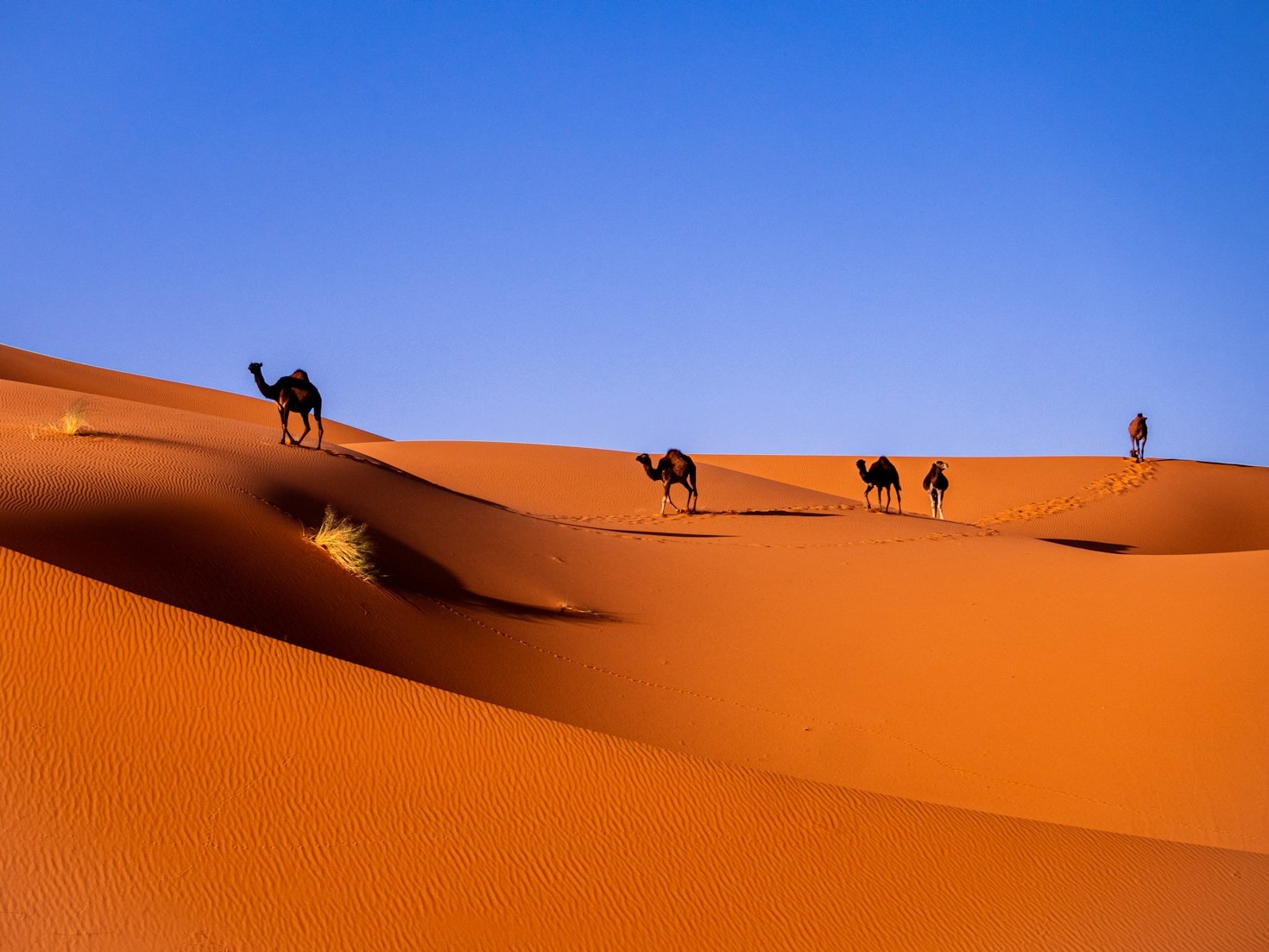 Delving Into Morocco’s Rich Cultural Tapestry